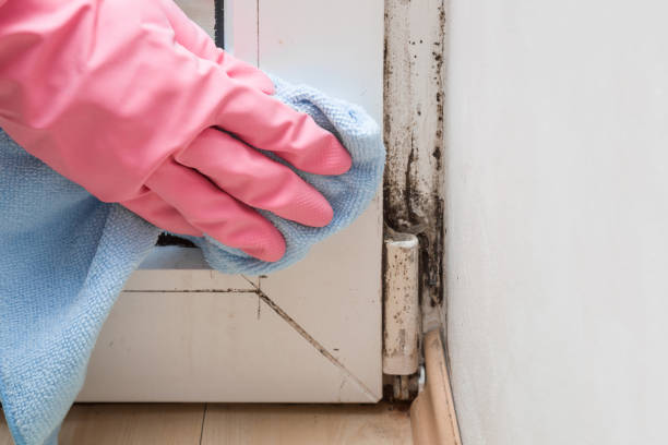 Best Asbestos and Lead Testing During Mold Inspection  in Plainfield Village, CT